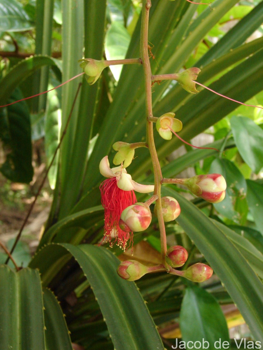 Barringtonia racemosa (L.) Spreng.